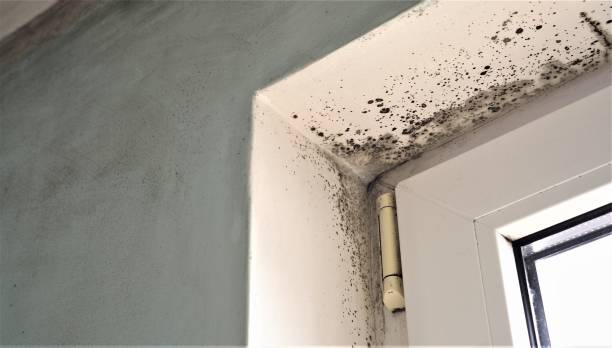  Stanford, KY Mold Removal Pros