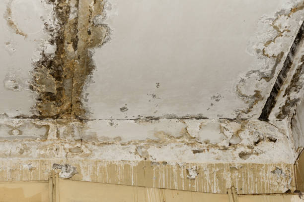 Best Crawl Space Mold Remediation  in Stanford, KY