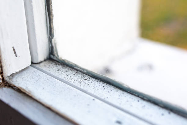 Best Black Mold Removal  in Stanford, KY