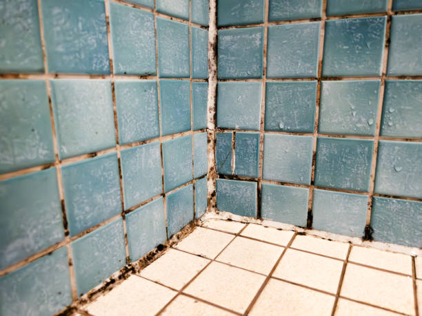 Trusted Stanford, KY Mold Removal Experts